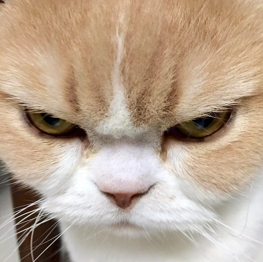 Сердитый кот Коюки