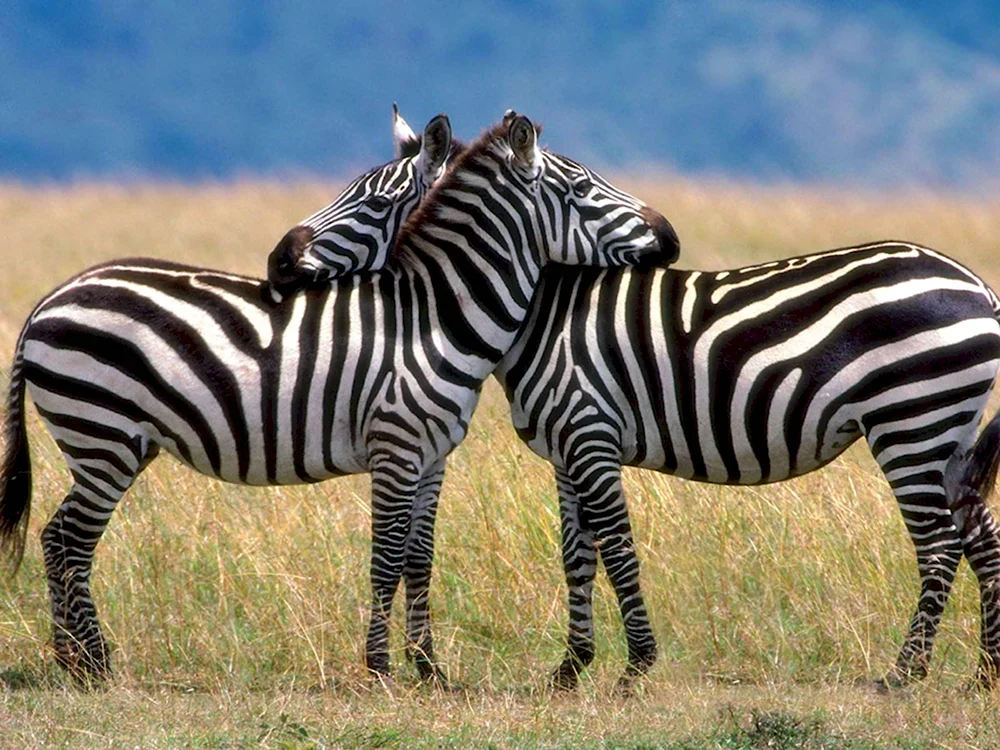 Серенгети зебры
