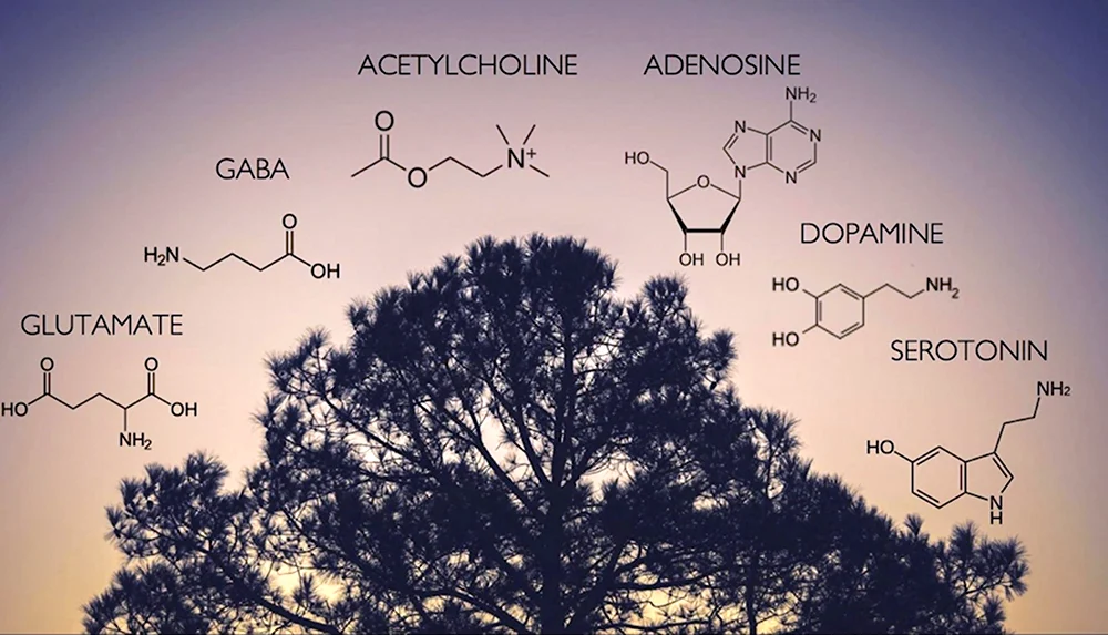 Серотонин дофамин ацетилхолин
