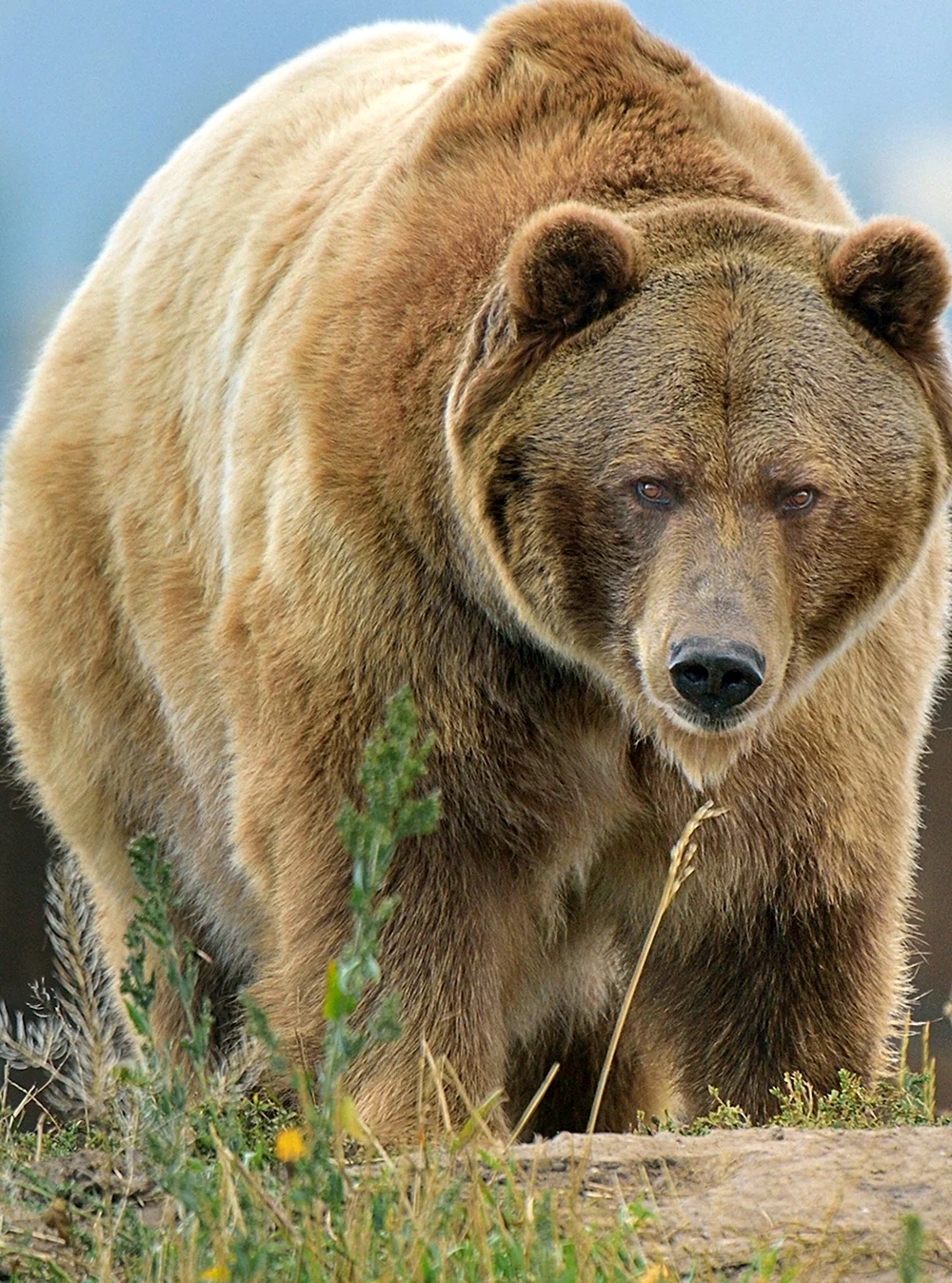 Северная Америка медведь Гризли