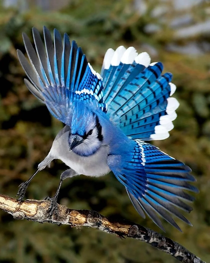 Североамериканская голубая Сойка