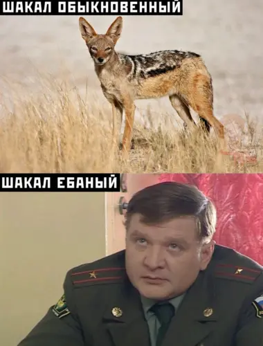 Шакал