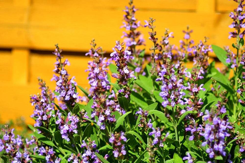 Шалфей оффициналис. Шалфей Salvia. Шалфей лекарственный (Salvia officinalis). Шалфей Императорский.