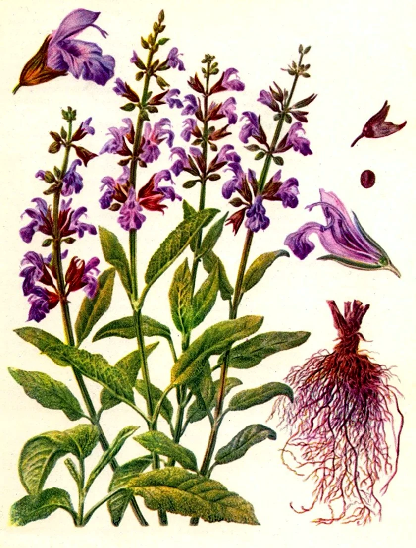 Шалфей лекарственный Salvia