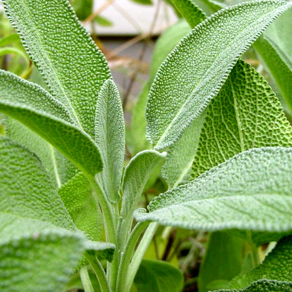 Шалфей лекарственный Salvia