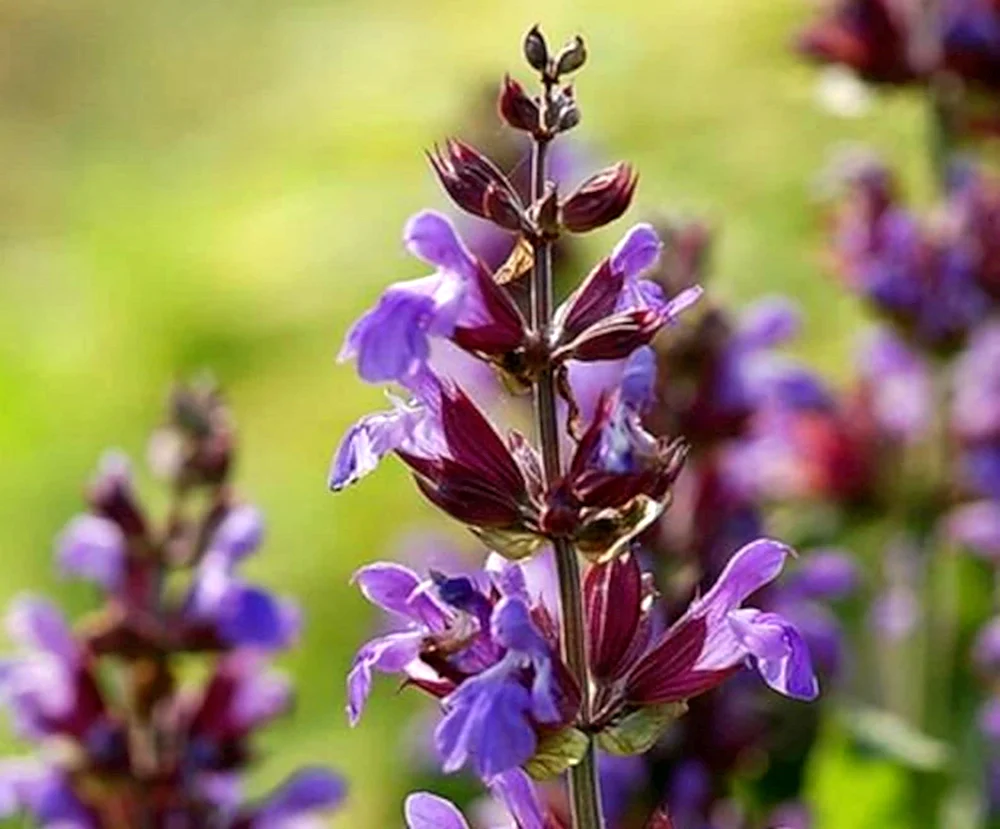Шалфей лекарственный Salvia officinalis