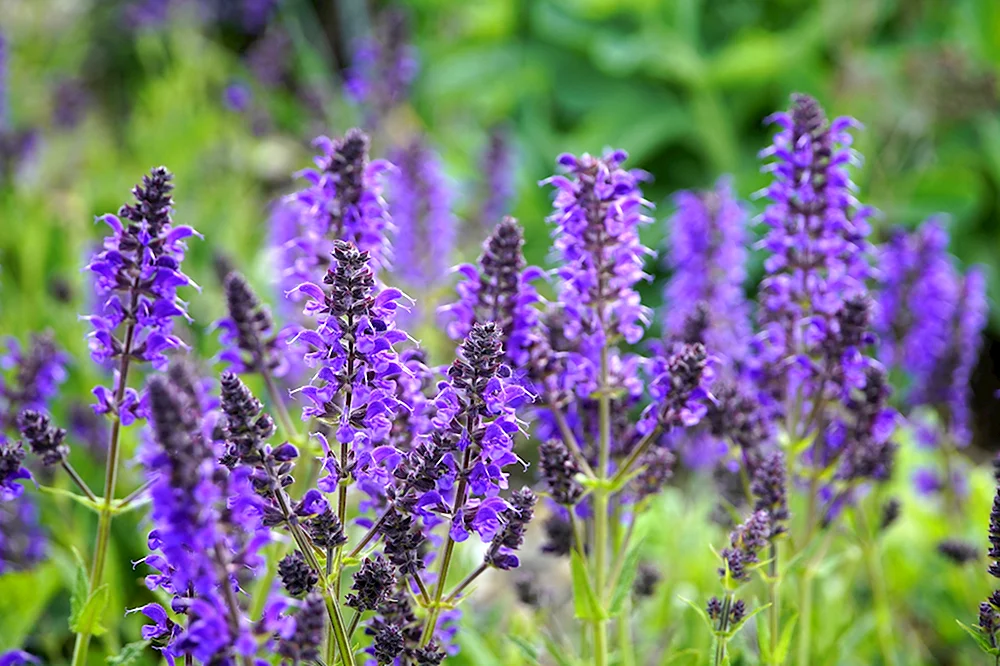 Шалфей Salvia