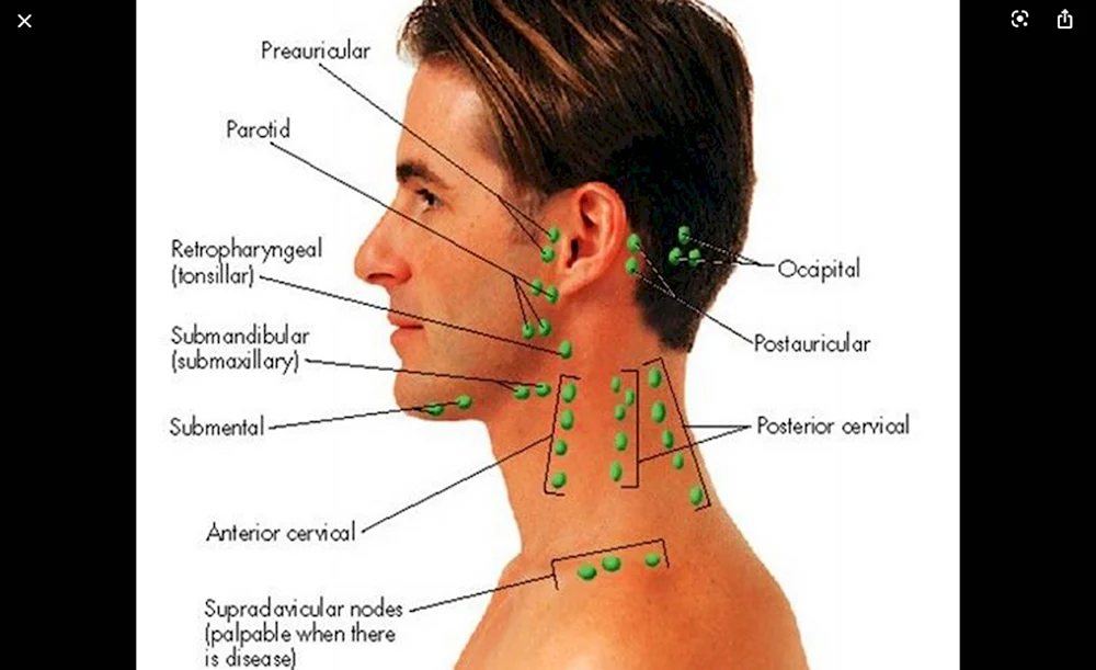 Шейные лимфатические узлы расположение сзади