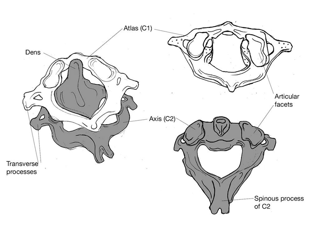 Шейные позвонки Атлант и Аксис
