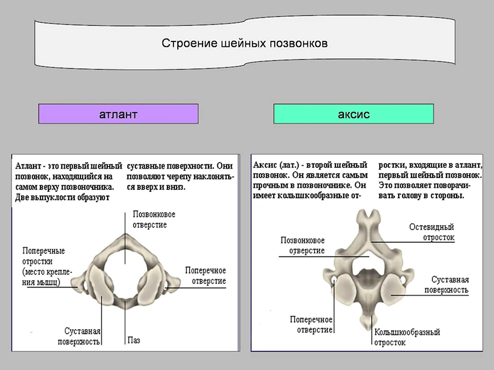 Шейные позвонки Атлант и Аксис