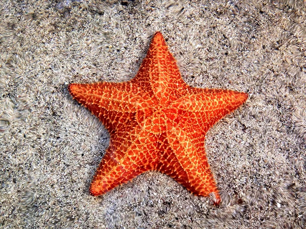 Шестиконечная морская звезда
