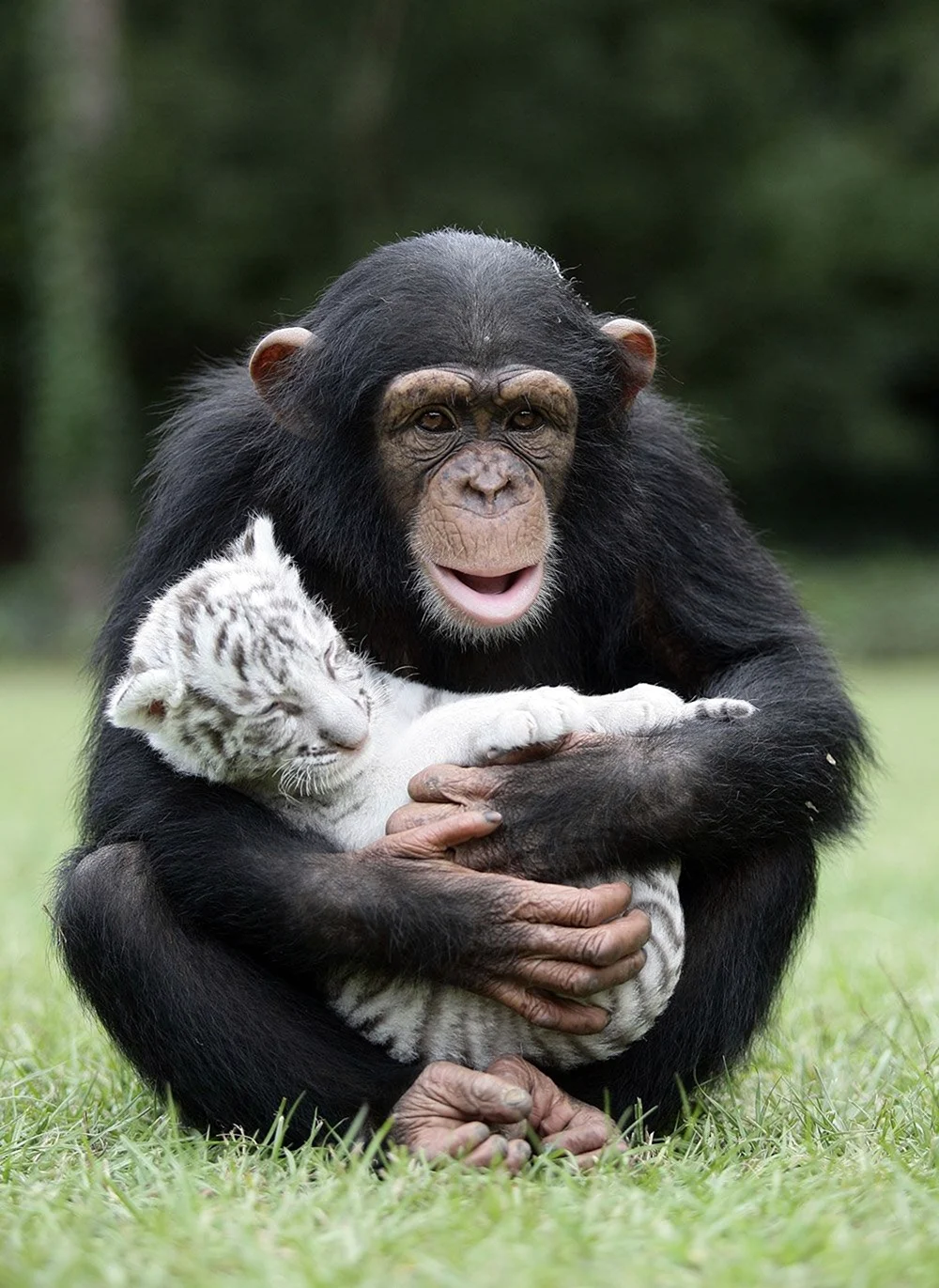 Шимпанзе Анджана