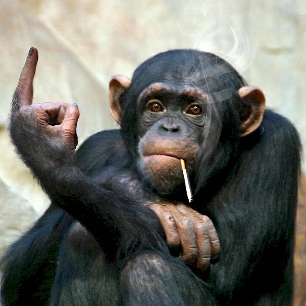 Шимпанзе с сигаретой