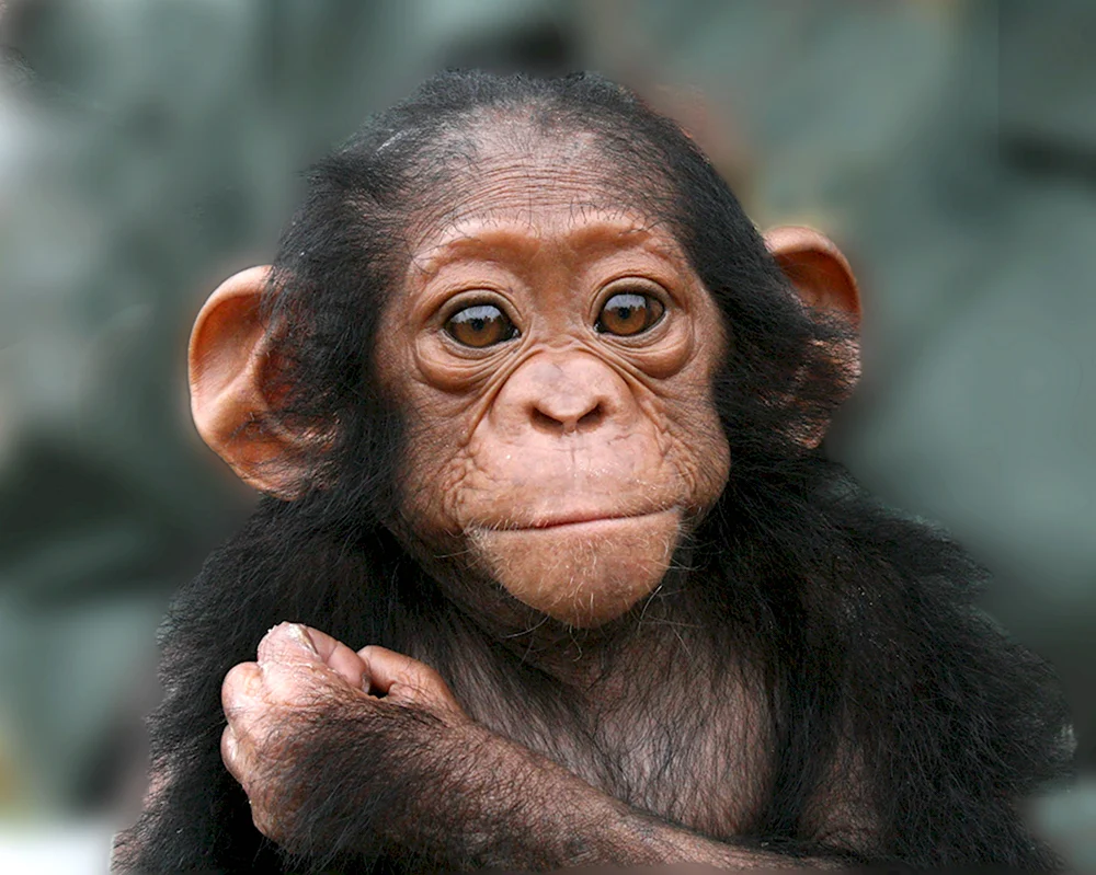 Шимпанзе ухо