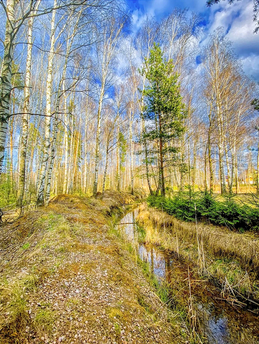 Шишкин лес весной