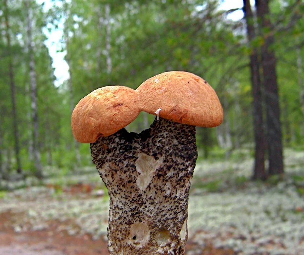 Шишкогриб хлопьеножковый Strobilomyces floccopus