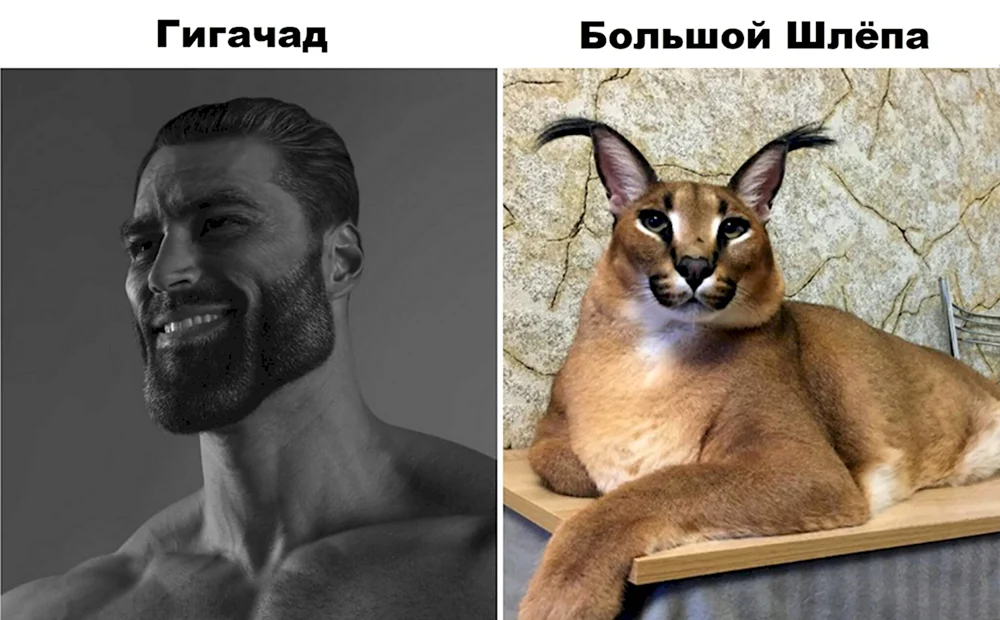 Шлеппа гигачад