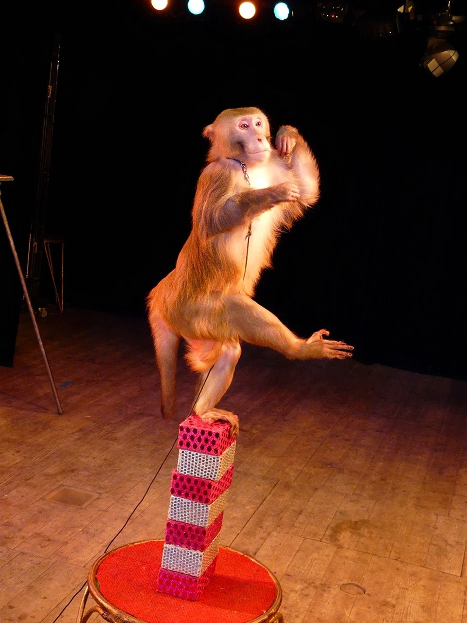 Шоу обезьян театр иллюзии