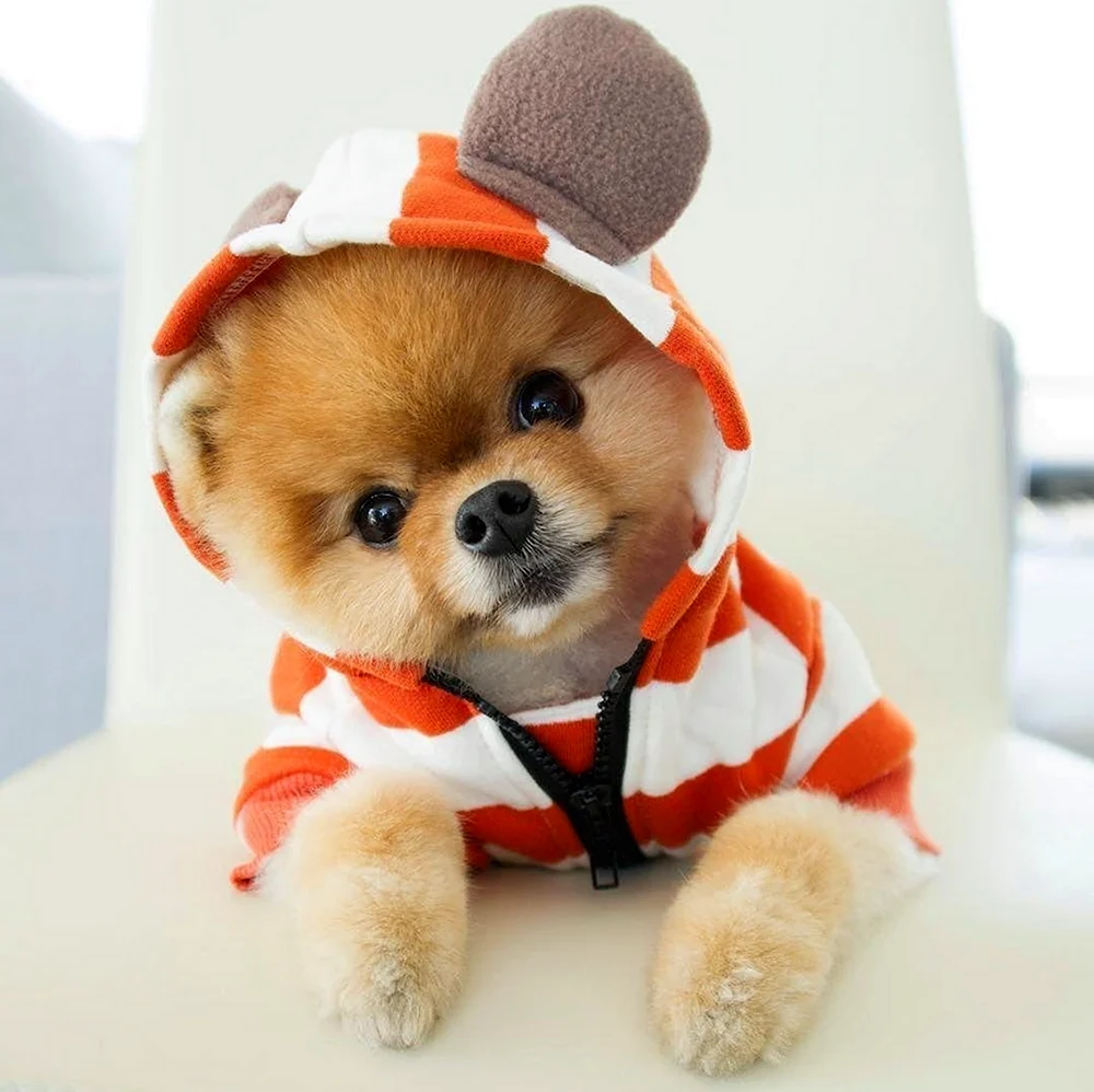 Шпиц jiffpom