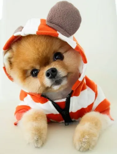 Шпиц jiffpom