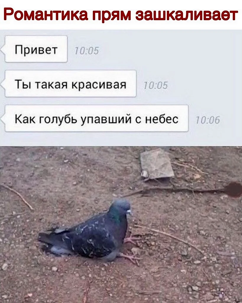 Шутки про голубей