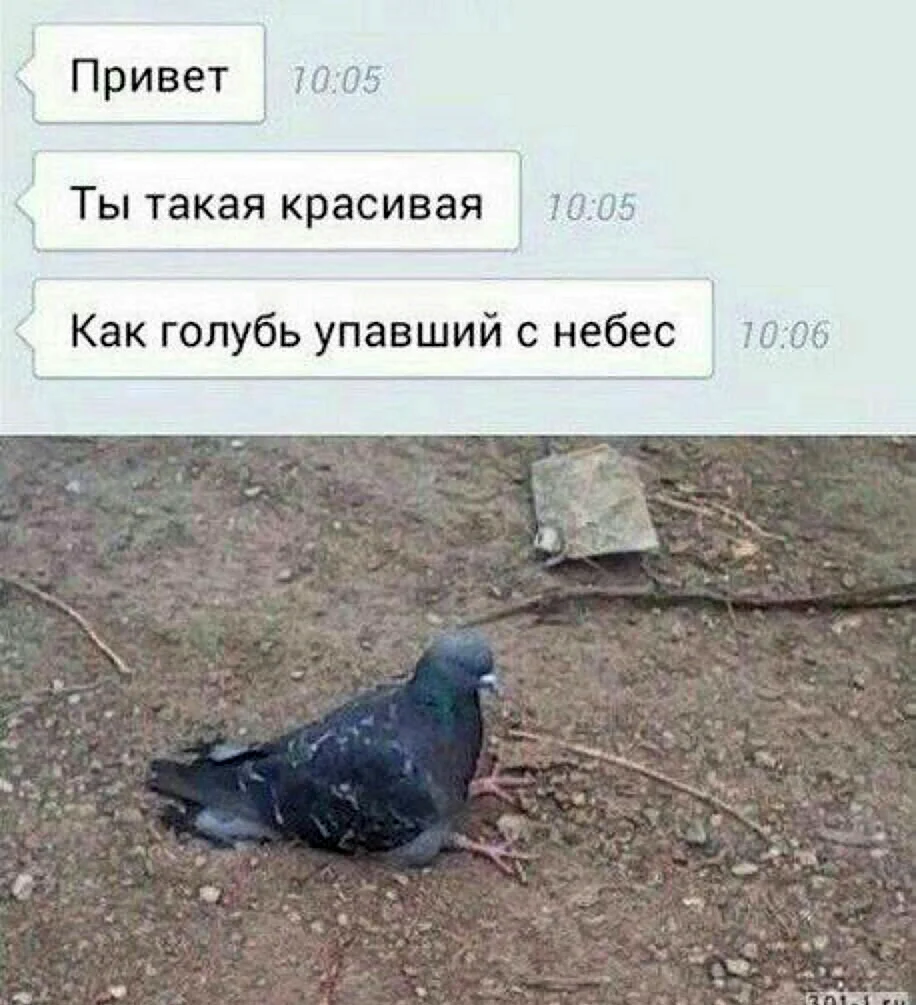 Шутки про голубей