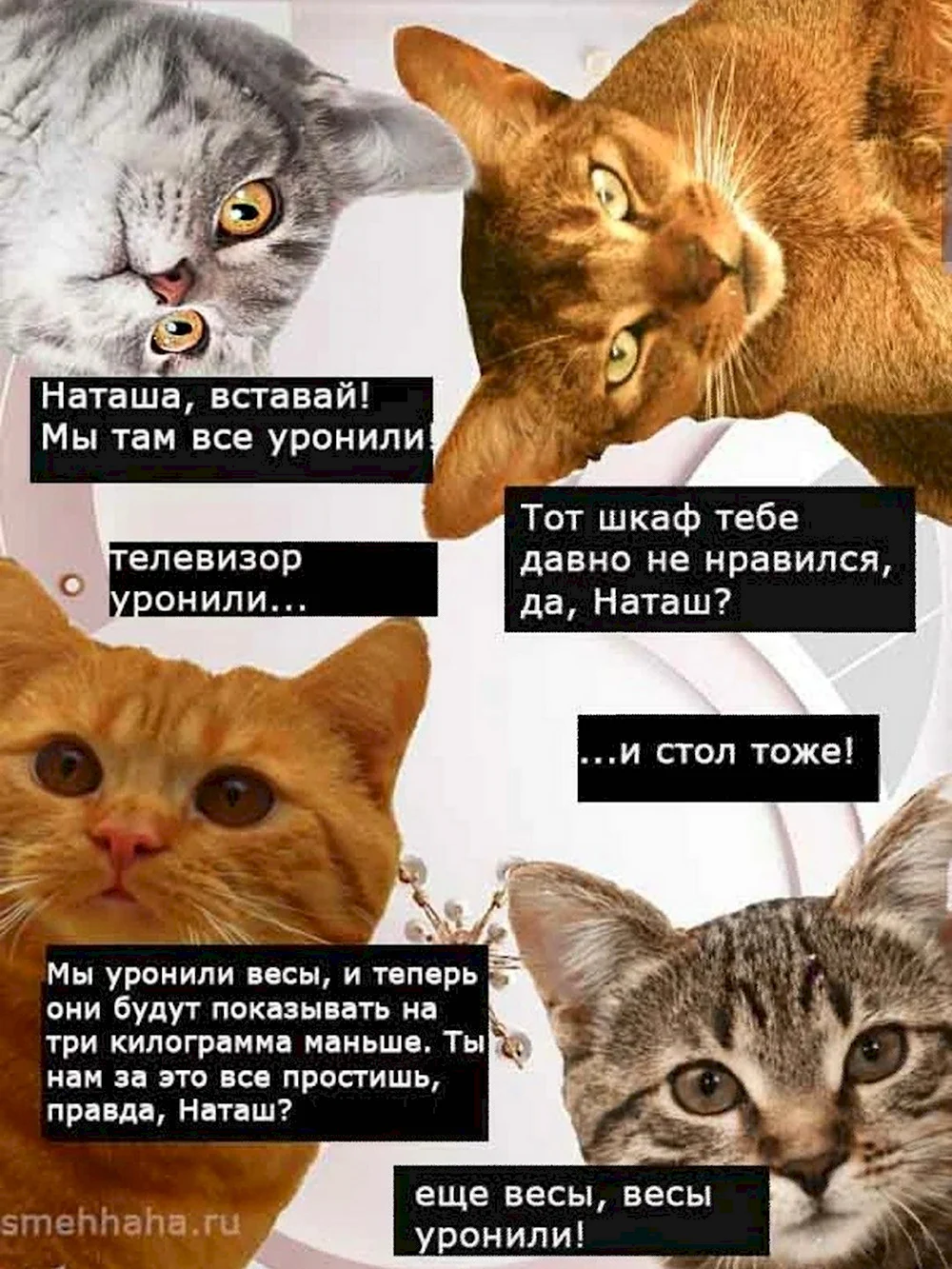 Шутки про котов