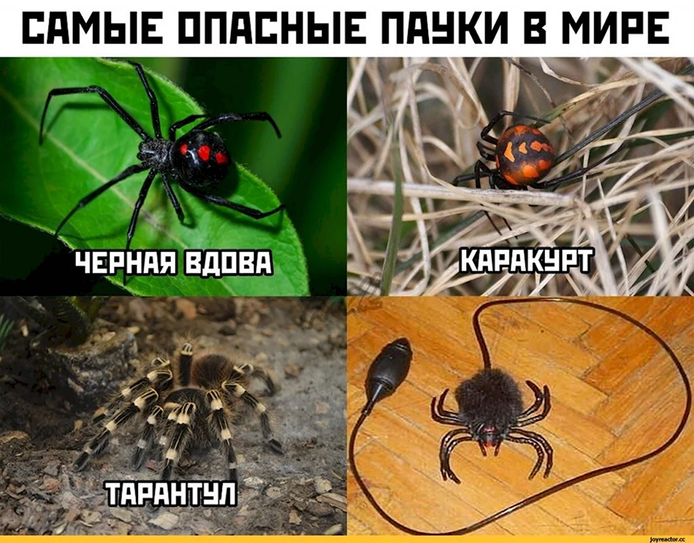 Шутки про пауков