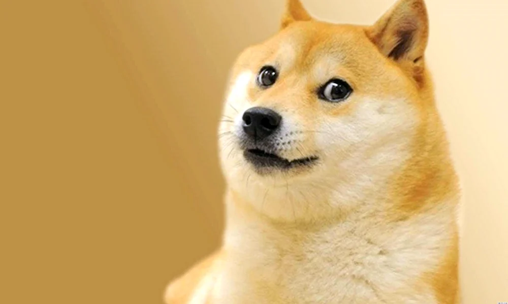 Сиба-ину Doge