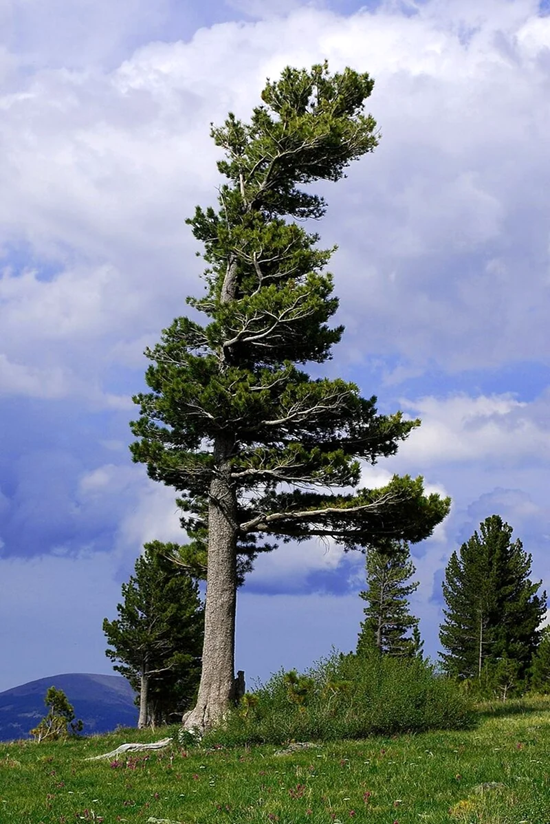 Сибирский кедр дерево