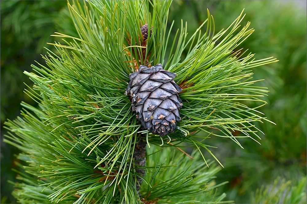 Сибирский кедр Pinus sibirica du Tour
