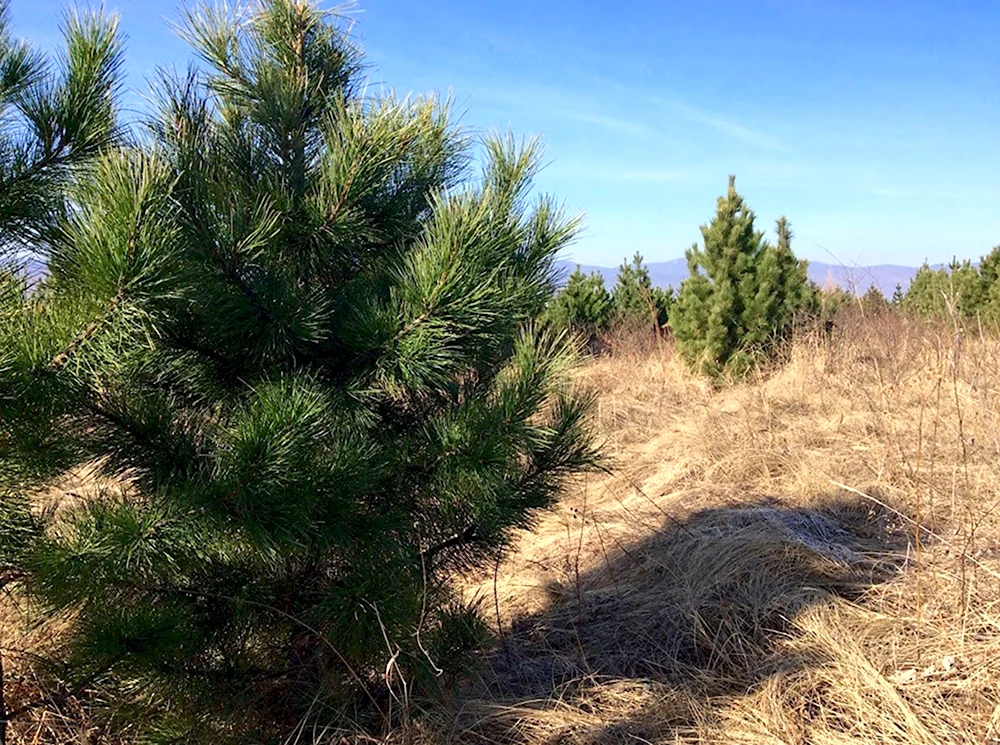 Сибирский кедр Pinus sibirica du Tour