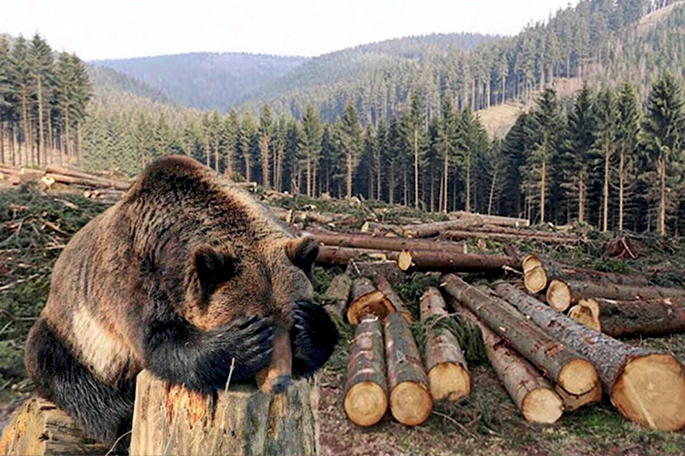 Сибирский Таежный Лесной дикий