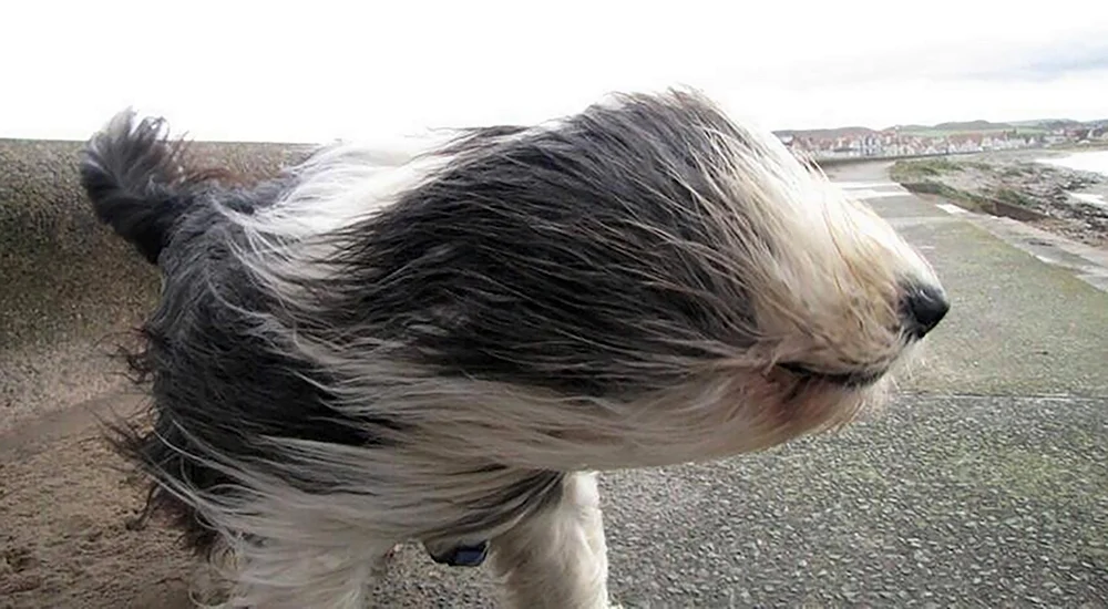Сильный ветер собака