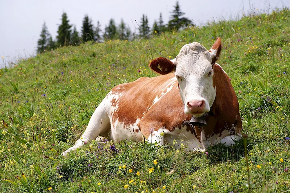 Симментал порода коров