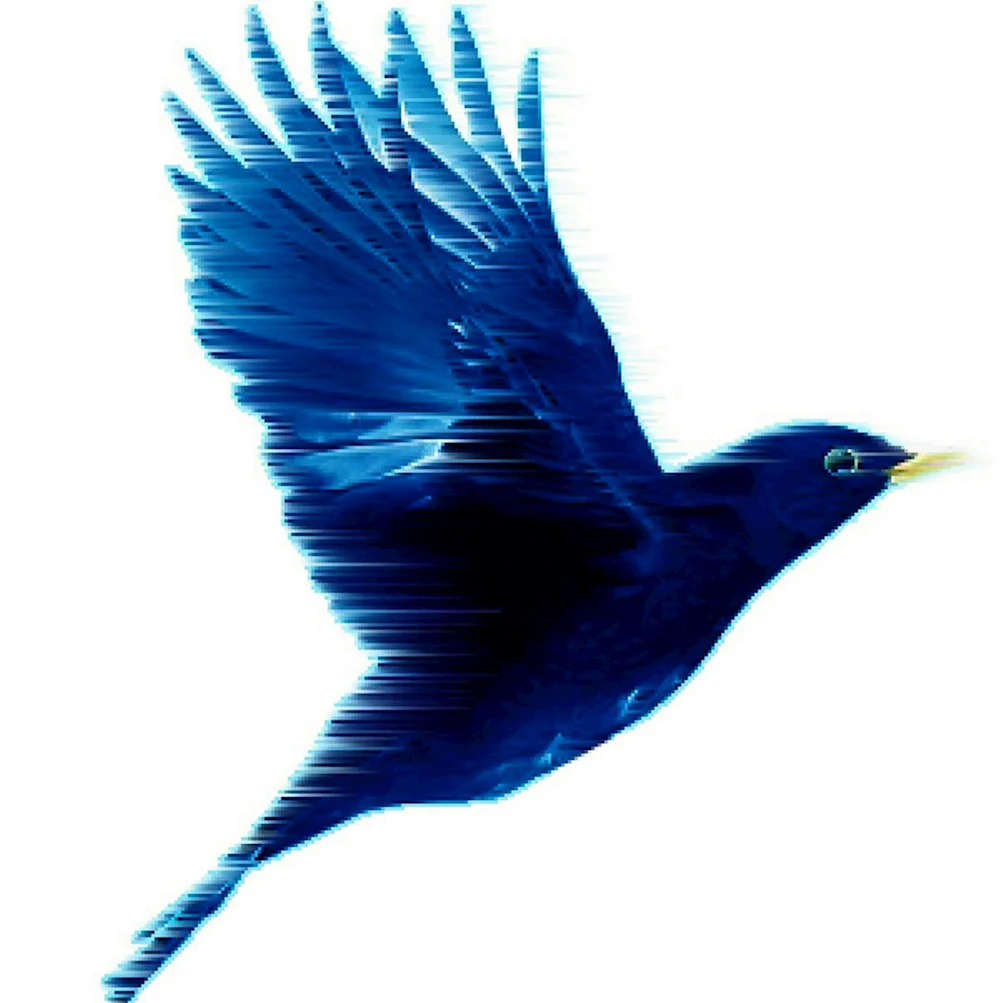 Синяя птица на белом фоне