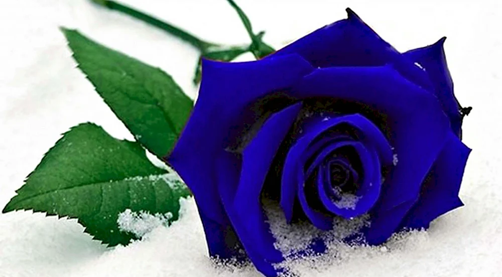 Синяя роза на снегу