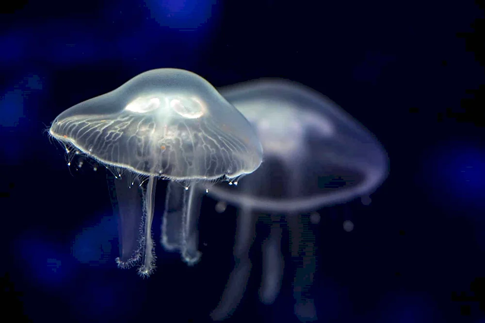 Систематика медуза Аурелия Аурита