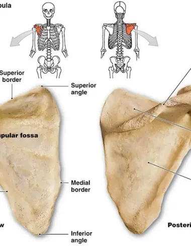 Скапула анатомия