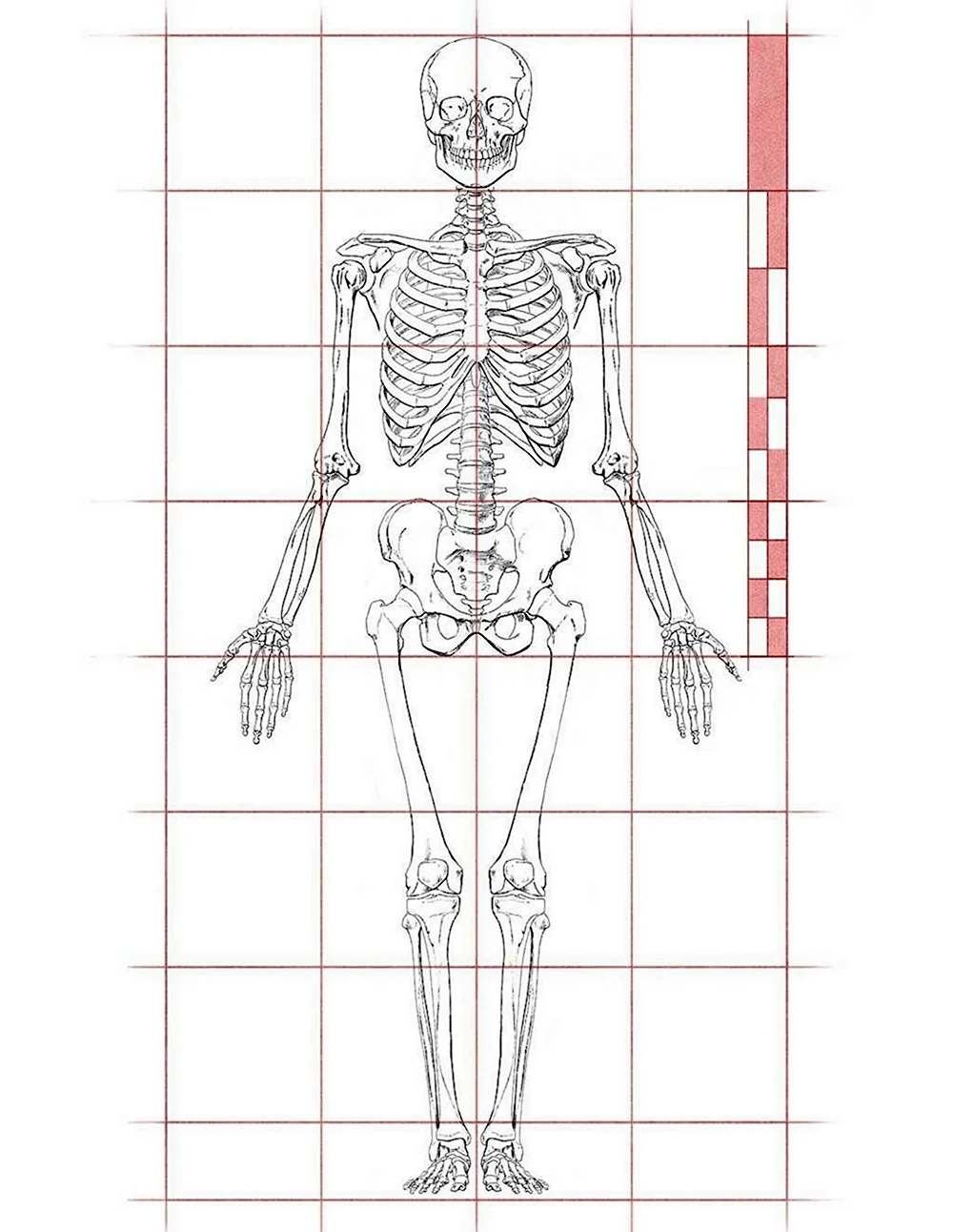 Скелет человека пропорции