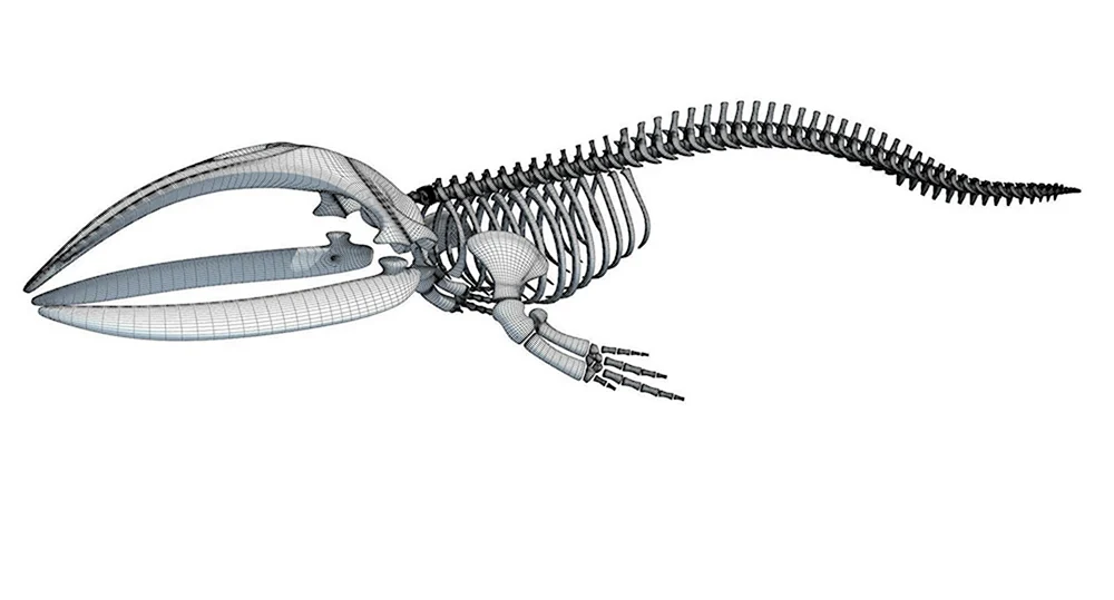 Скелет кита 3д модель