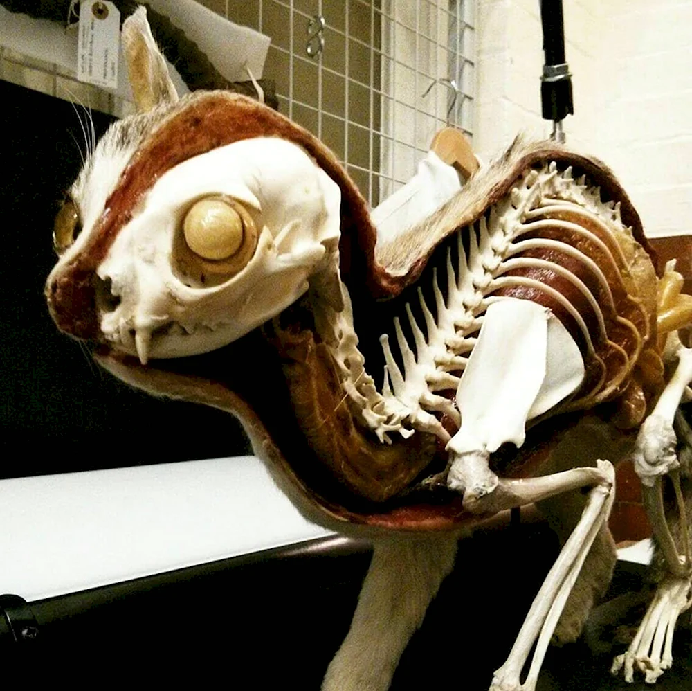 Скелет кота