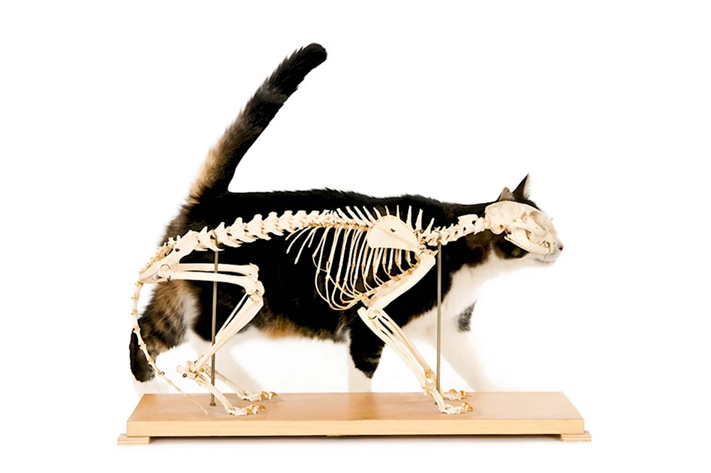 Скелет кота снизу