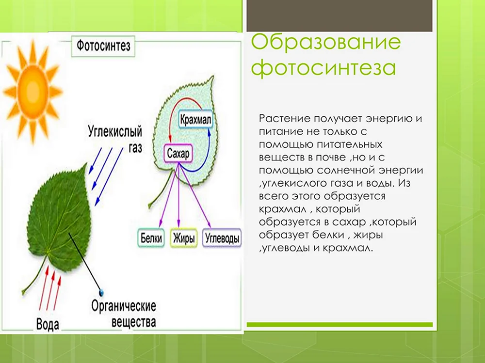 Схема фотосинтеза 6 класс биология