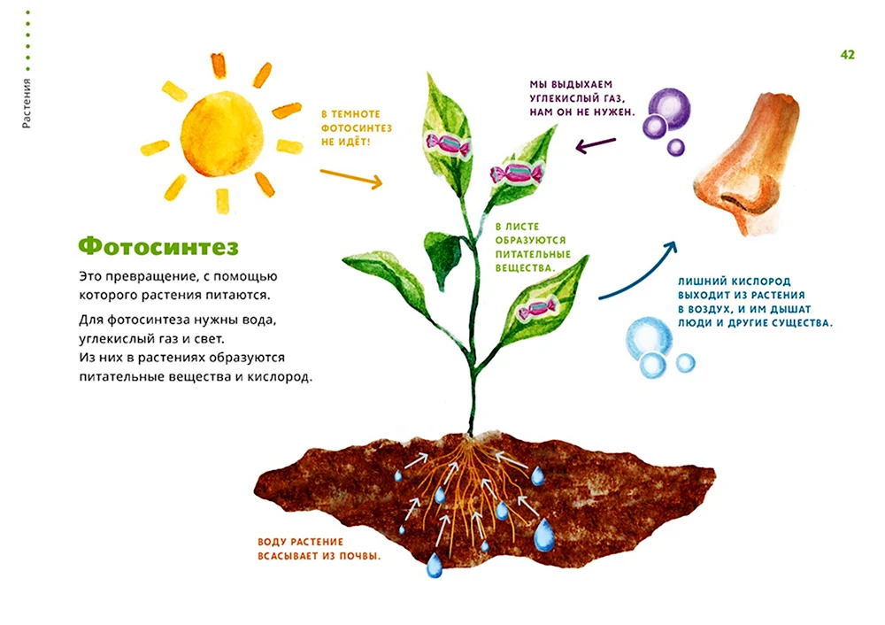 Схема фотосинтеза у растений