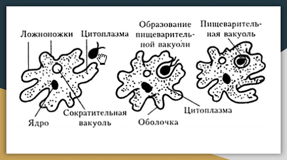 Схема питания амебы обыкновенной