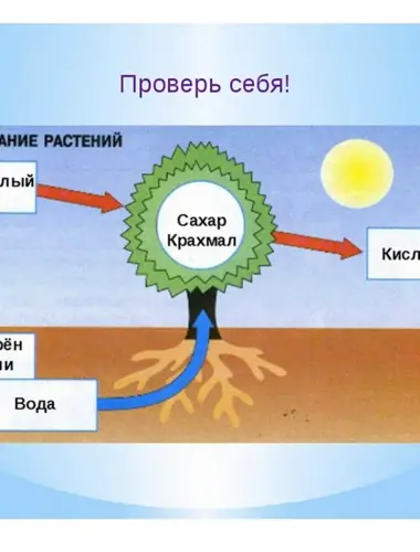 Схема питания и дыхания растений схема