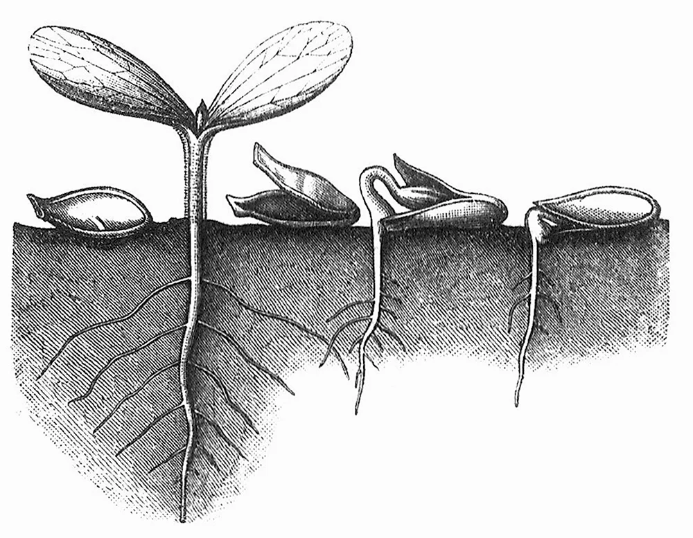 Схема прорастания семян грецкого ореха