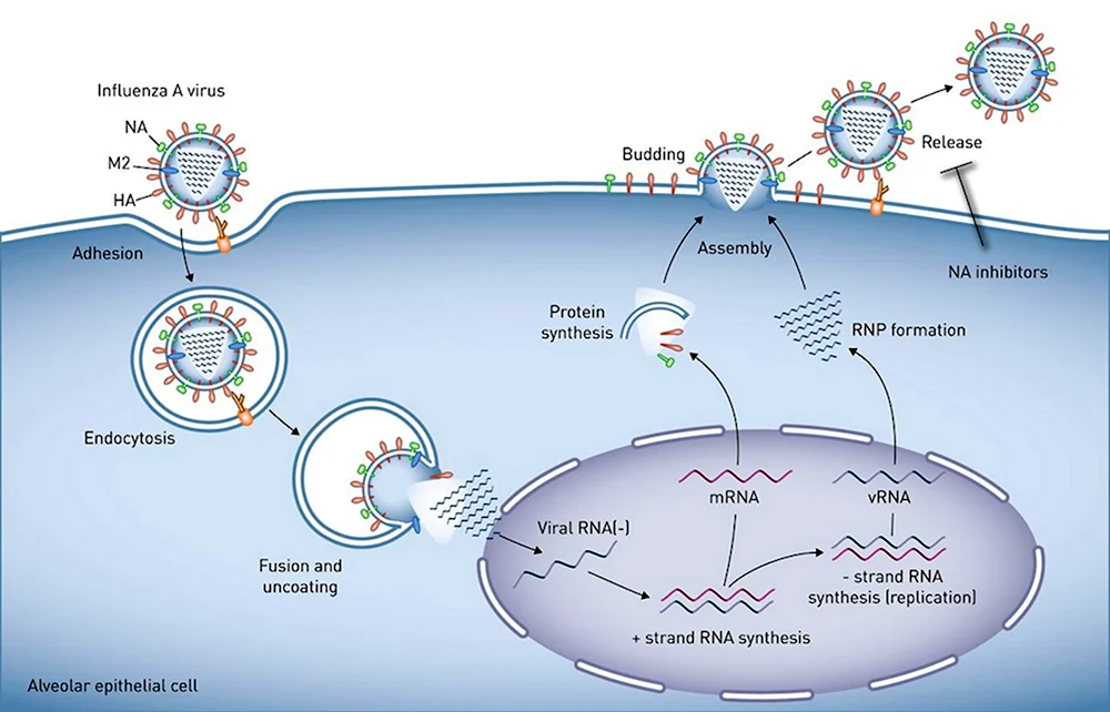 Схема репликации вируса гриппа