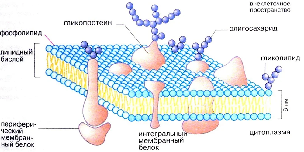 Схема строения клеточной мембраны живой клетки